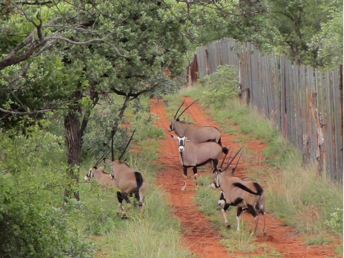 Iphofolo Lodge & Tented Camp Vivo Bagian luar foto