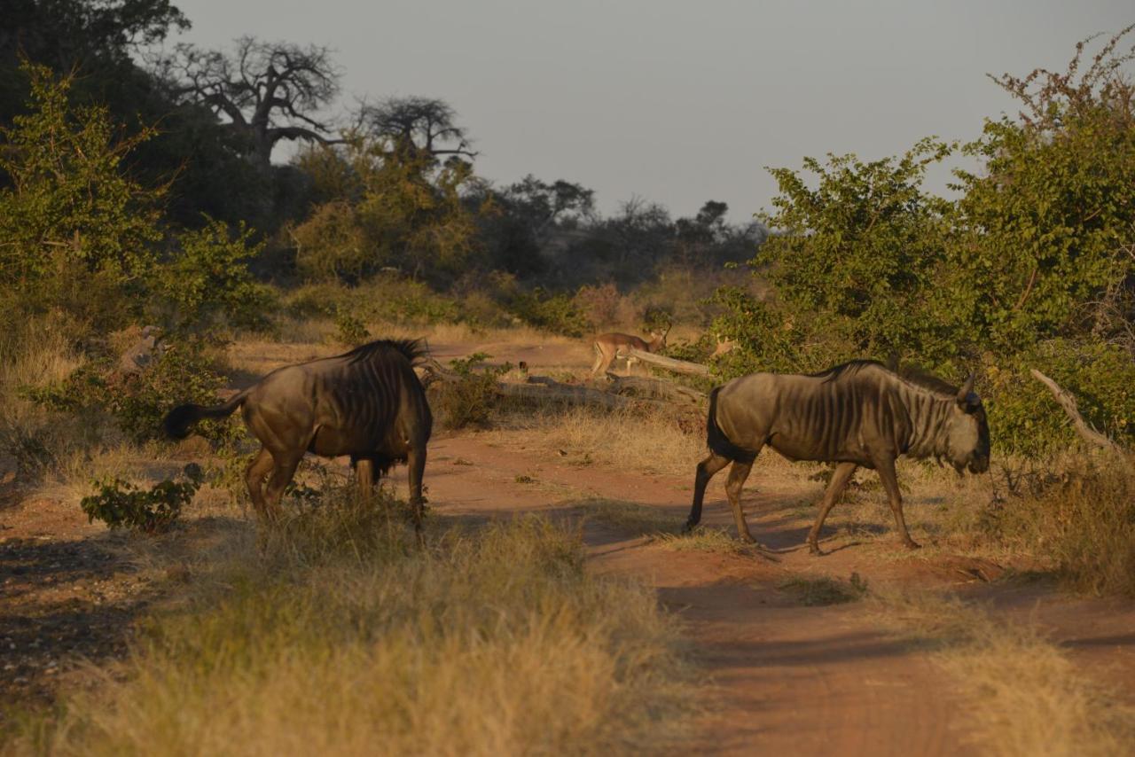 Iphofolo Lodge & Tented Camp Vivo Bagian luar foto