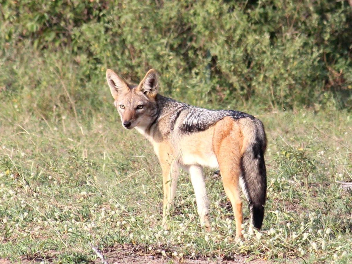 Iphofolo Lodge & Tented Camp Vivo Bagian luar foto