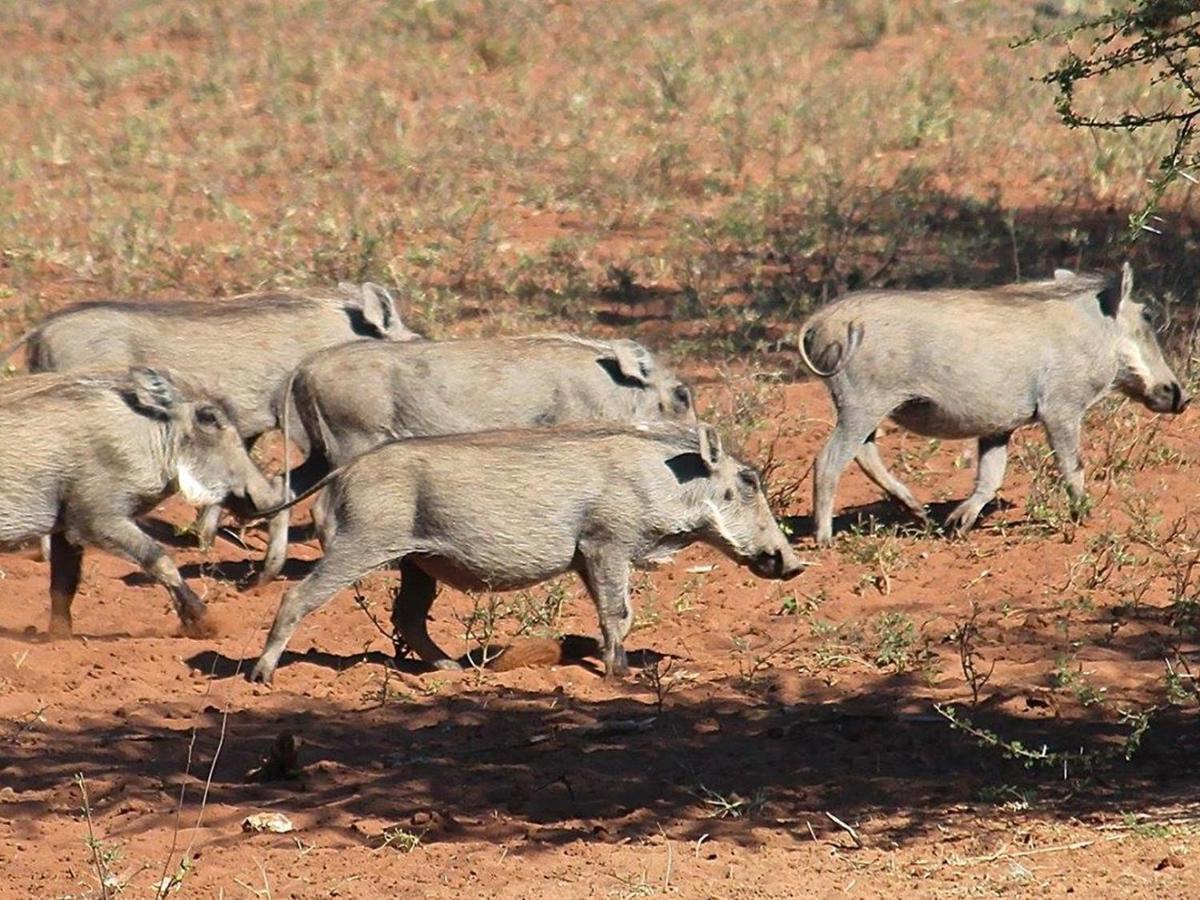 Iphofolo Lodge & Tented Camp Vivo Bagian luar foto