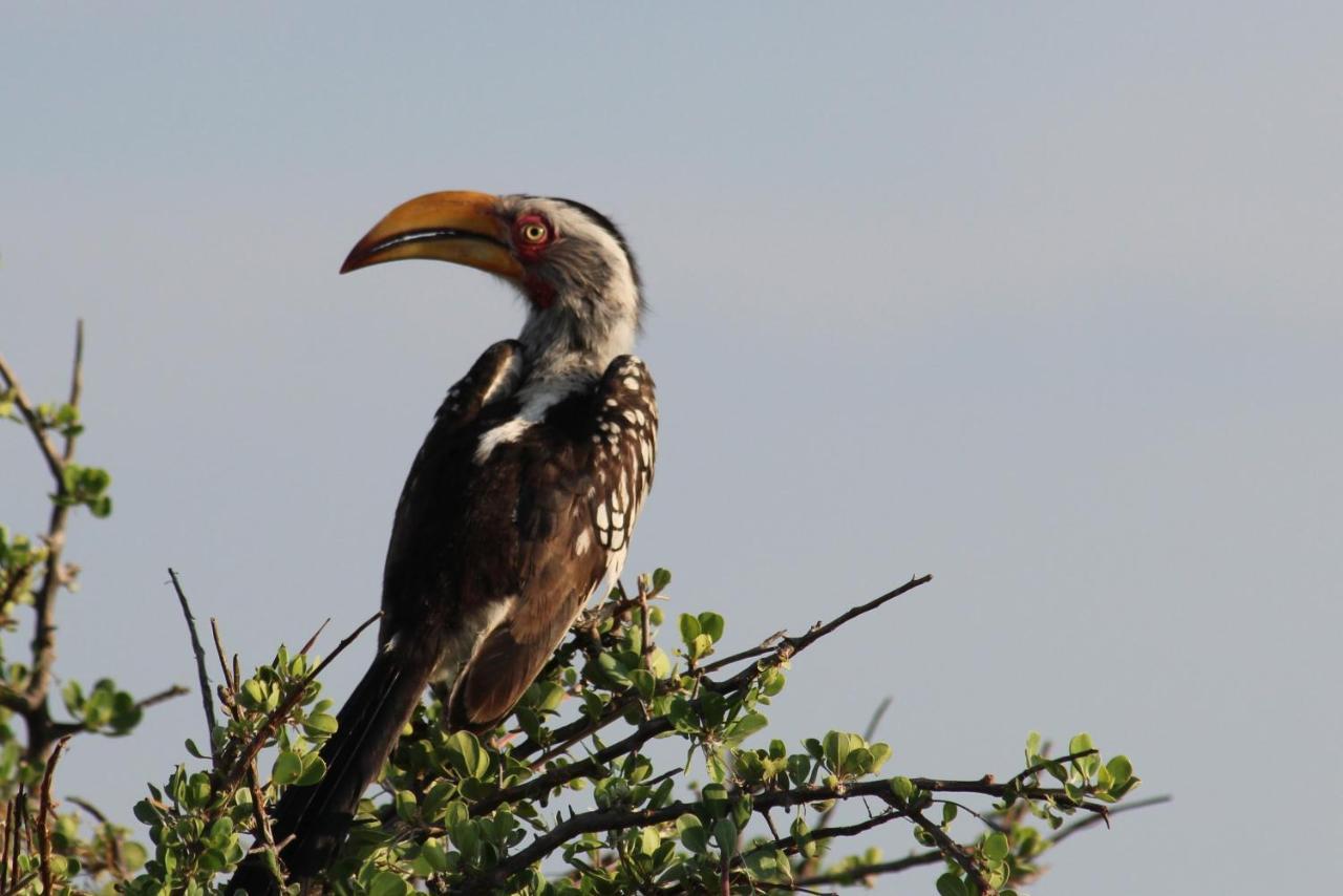 Iphofolo Lodge & Tented Camp Vivo Bagian luar foto