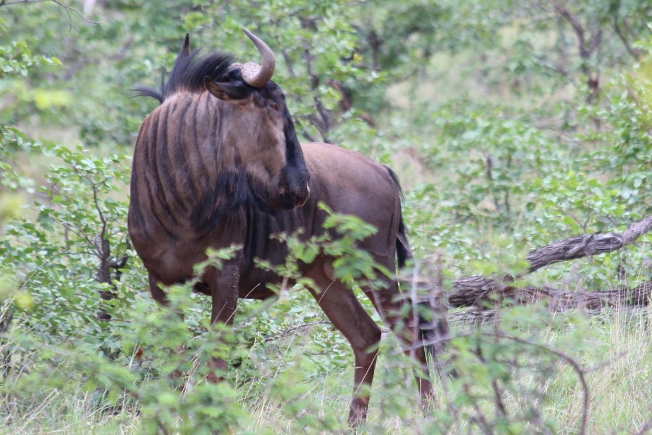 Iphofolo Lodge & Tented Camp Vivo Bagian luar foto