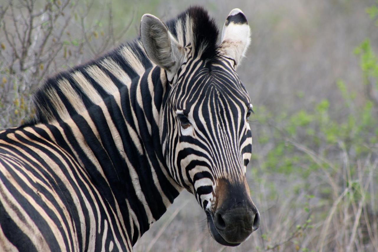 Iphofolo Lodge & Tented Camp Vivo Bagian luar foto