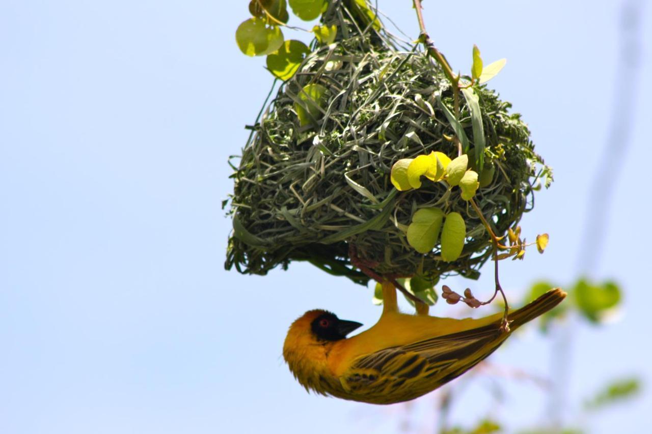 Iphofolo Lodge & Tented Camp Vivo Bagian luar foto