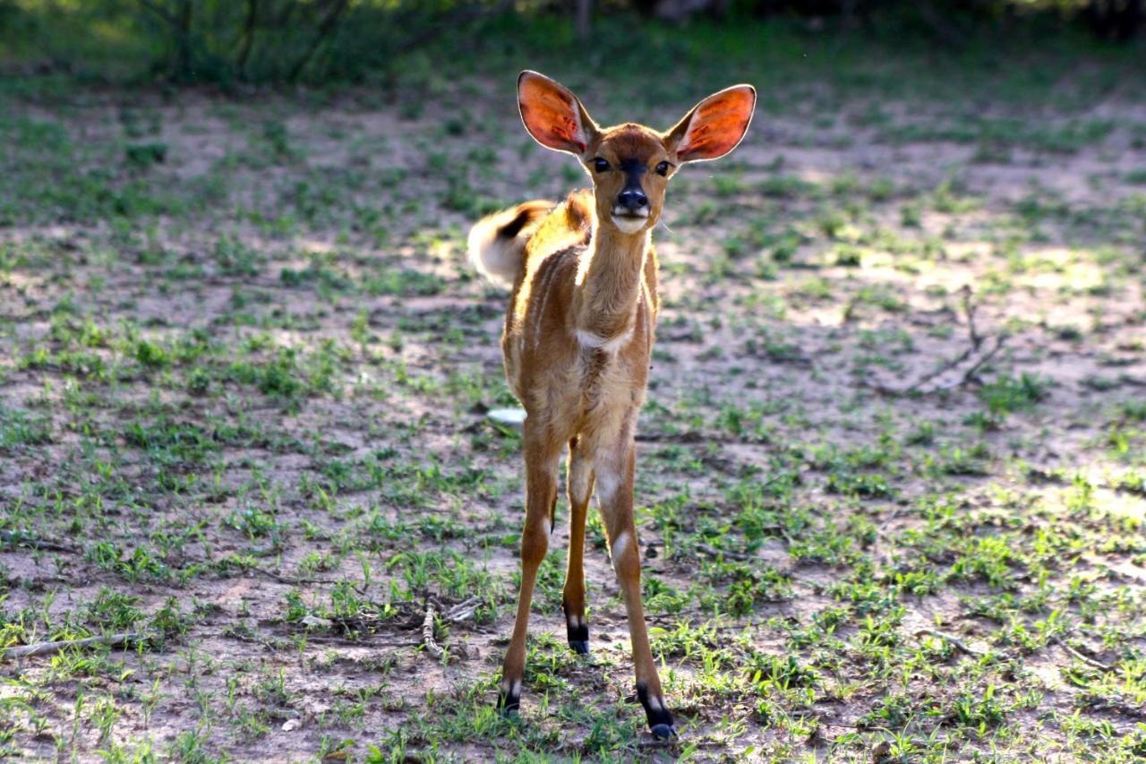 Iphofolo Lodge & Tented Camp Vivo Bagian luar foto